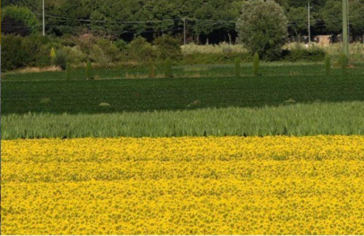 girasoli san giuliano terme