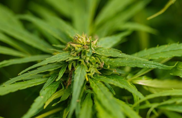 Cannabis via libera coltivazione casa piantine legali
