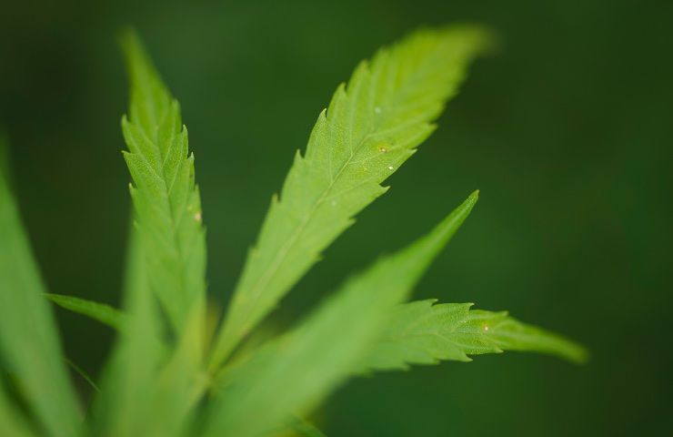 Cannabis via libera coltivazione casa piantine legali