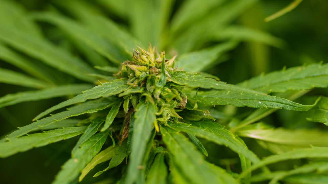 Cannabis via libera coltivazione casa piantine legali