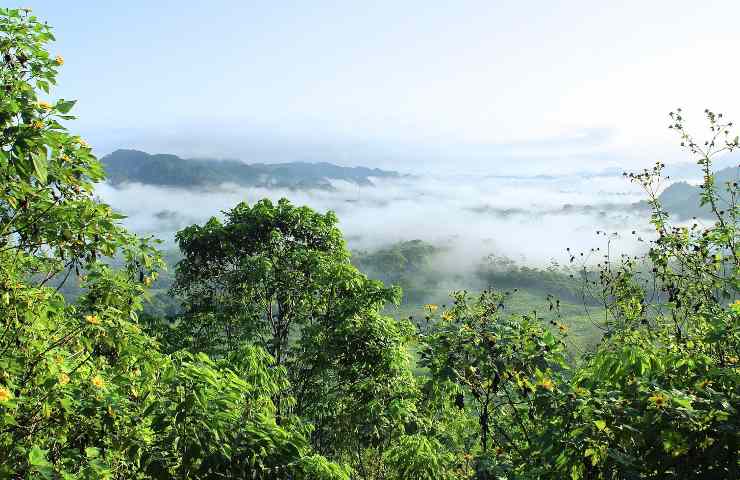 Salgado Amazônia