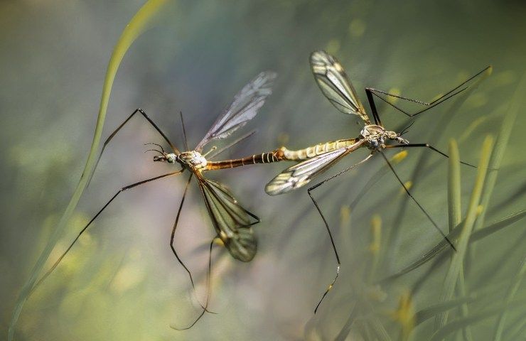 Zanzara coreana