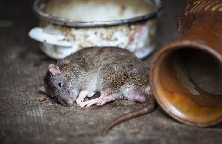 Morsa ratto sonno lago sangue paura