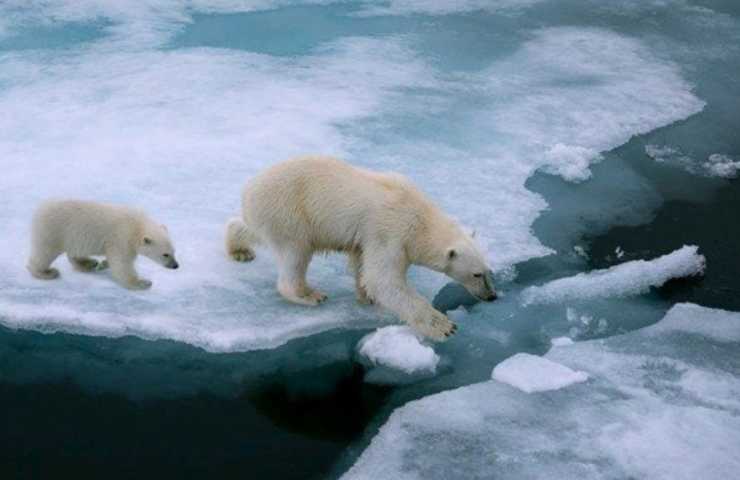 Riscaldamento globale orsi (Instagram)