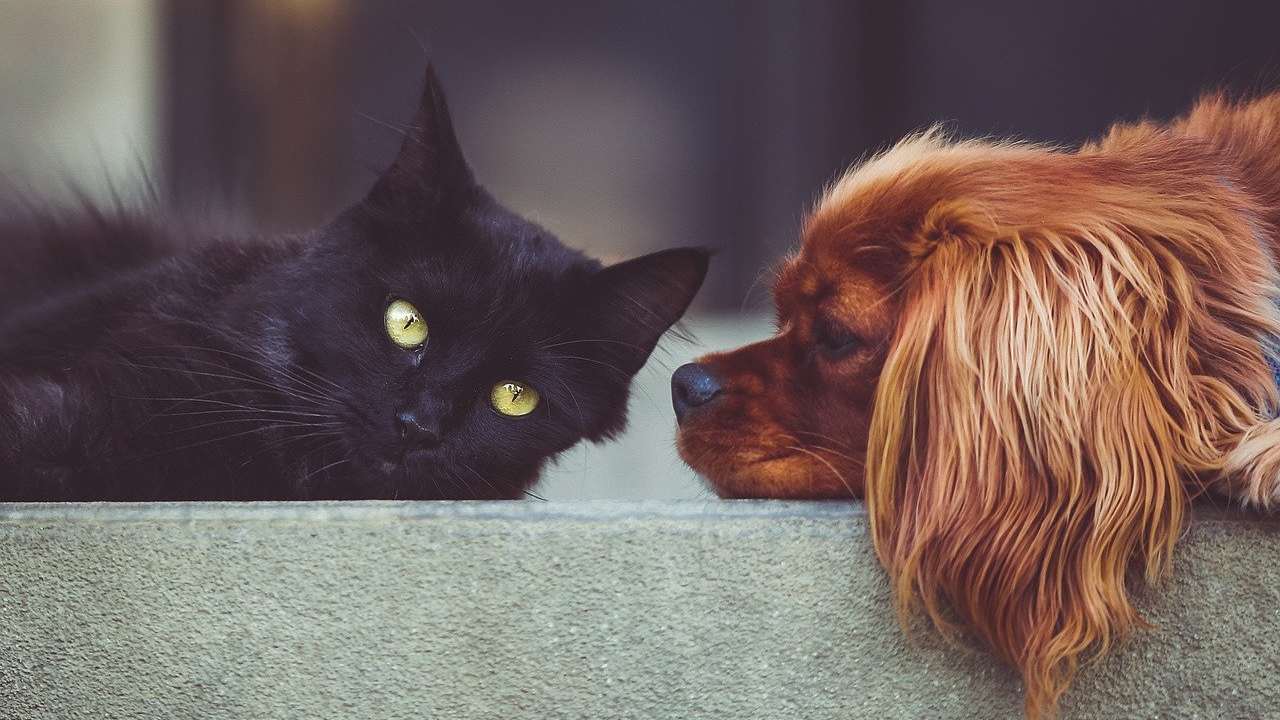 Cani e gatti, tutte le importanti regole da seguire per chi abita in condominio