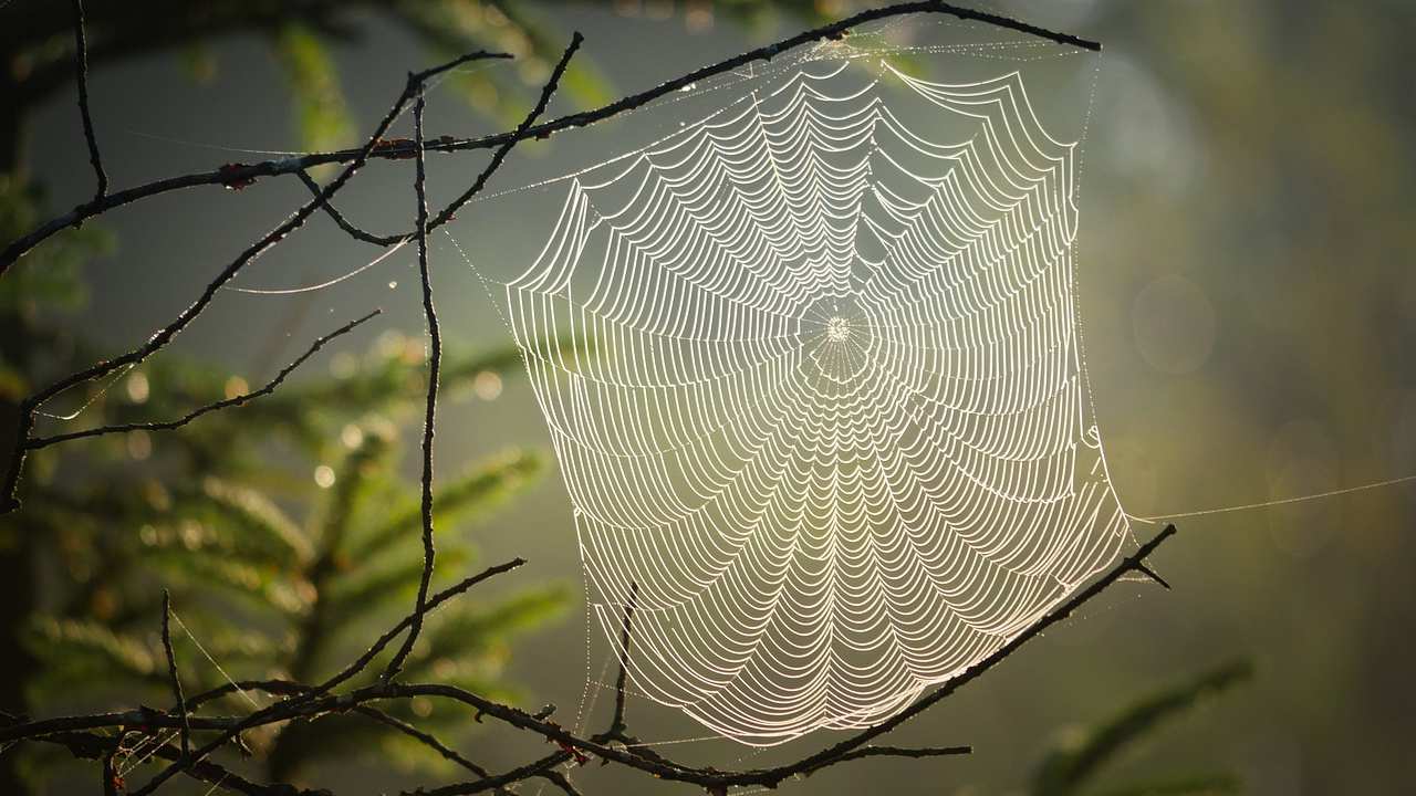 Italia, pericolo in circolazione: un insetto minaccia l'uomo. Di cosa si tratta