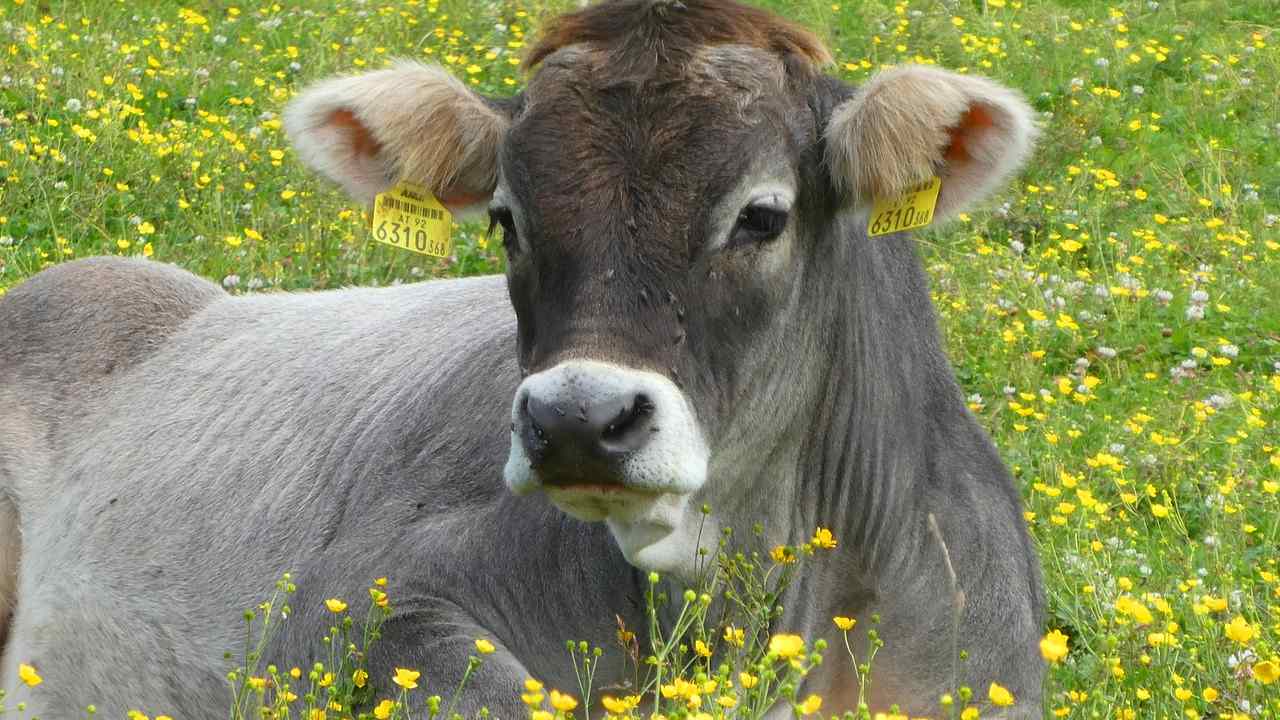 Virus della Mucca Pazza