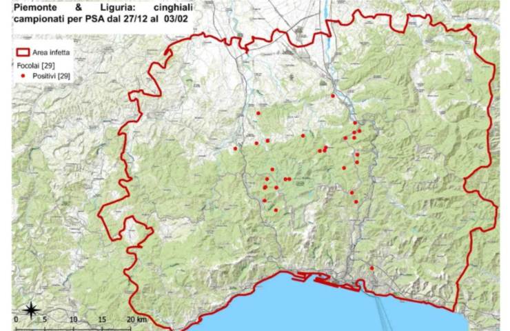 Peste Suina, l'agghiacciante verità sulla sua evoluzione: è emergenza totale! 