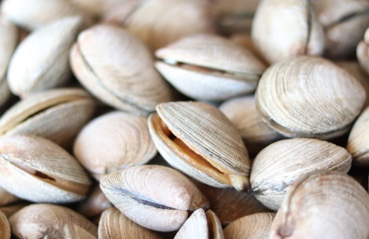 vongole consigli