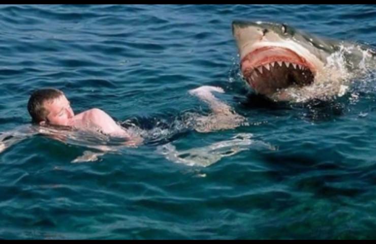 attacco da uno squalo