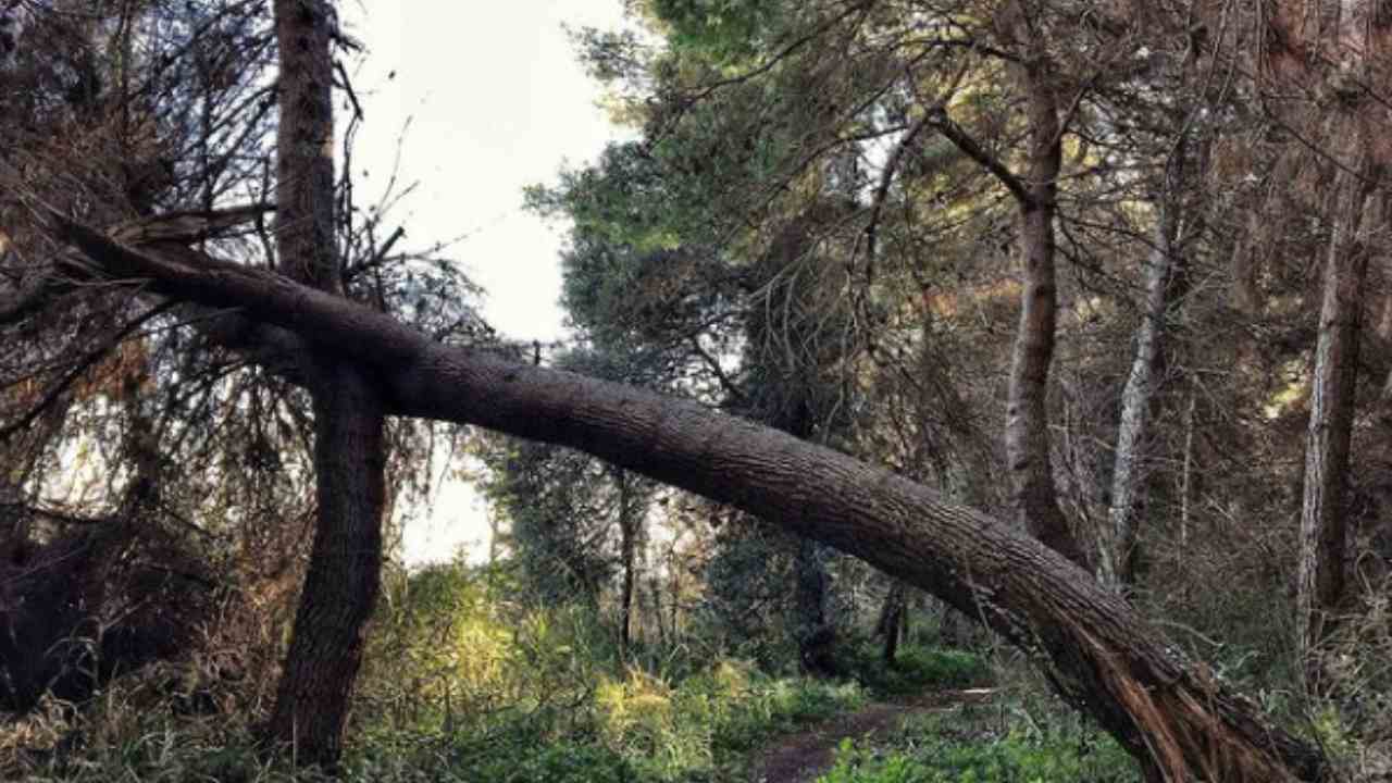 Albero caduto