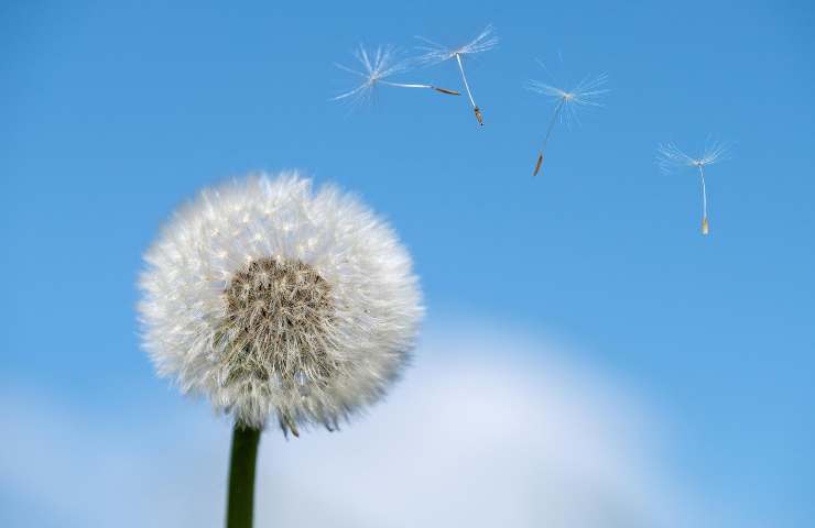 Allergie difese bambini