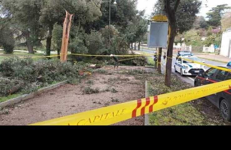 area colpita dall'albero