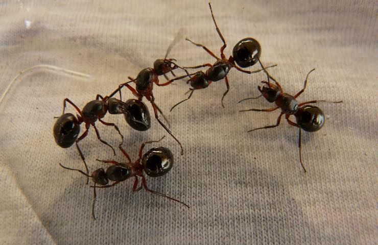 rimedi formiche 