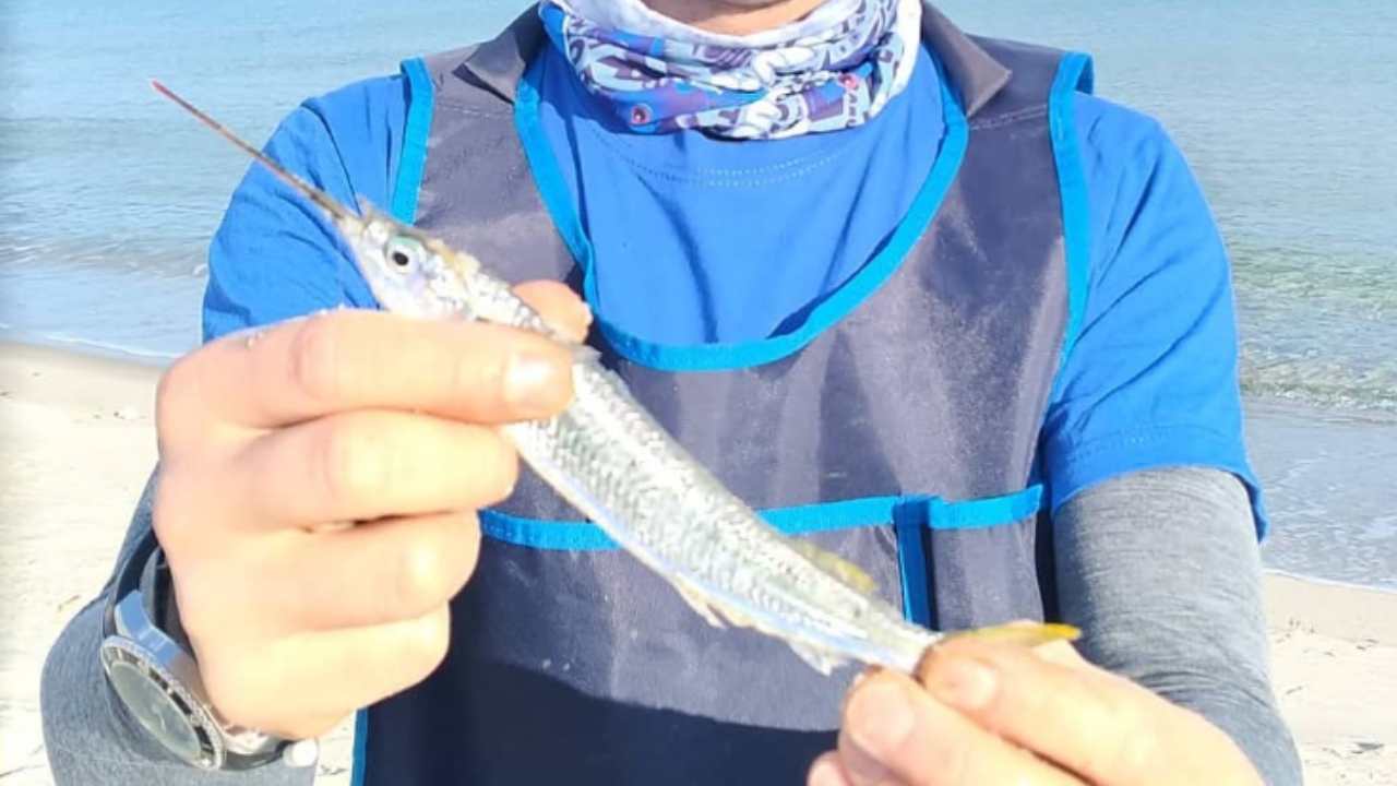 Allerta, pesce alieno