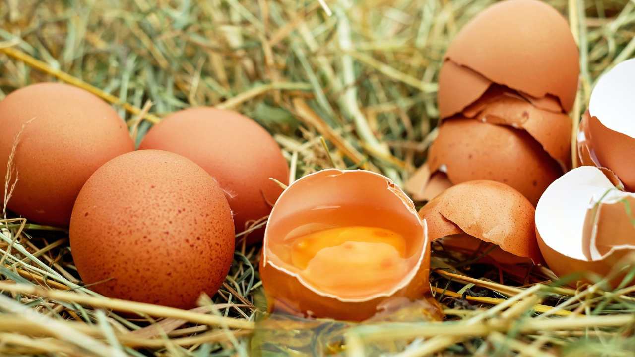Le uova, la fonte proteica dalle mille risorse: falsi miti sul consumo settimanale