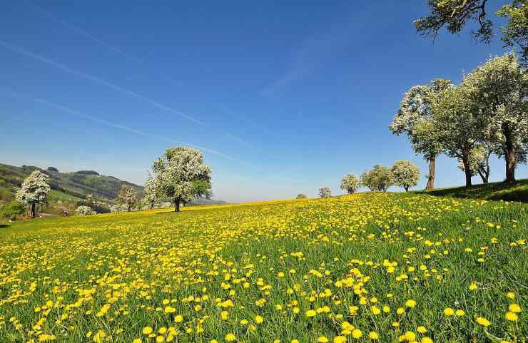 campo primaverile