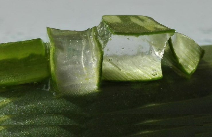 foglie di Aloe vera