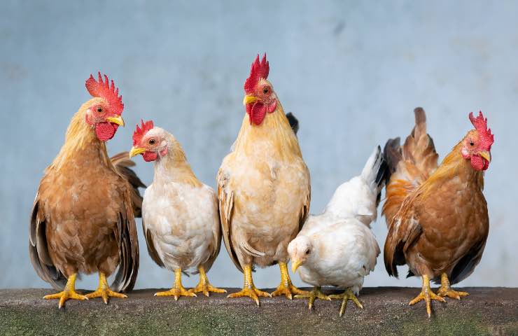 aviaria primo caso Europa