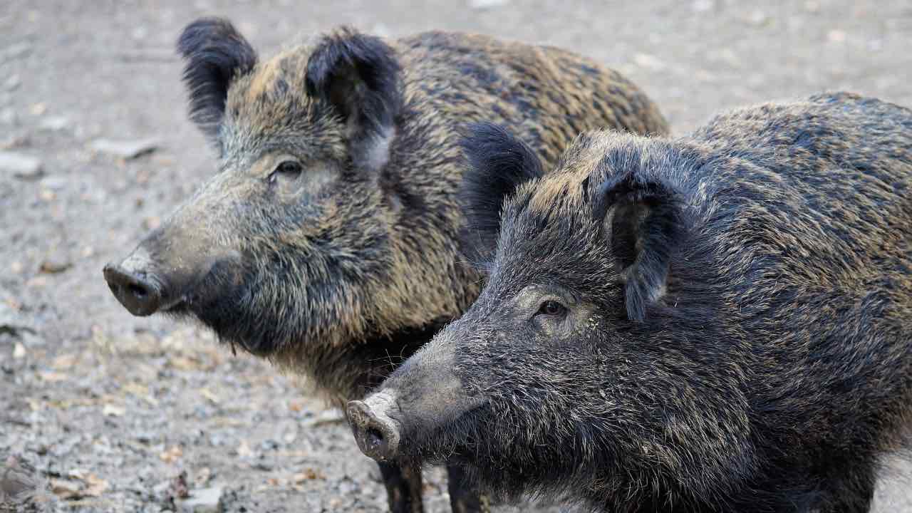 peste suina provvedimenti Roma