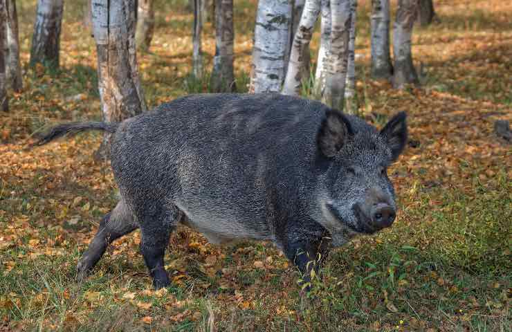 peste suina provvedimenti Roma