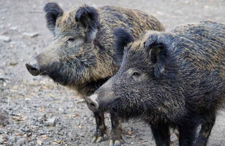 peste suina nuovo virus