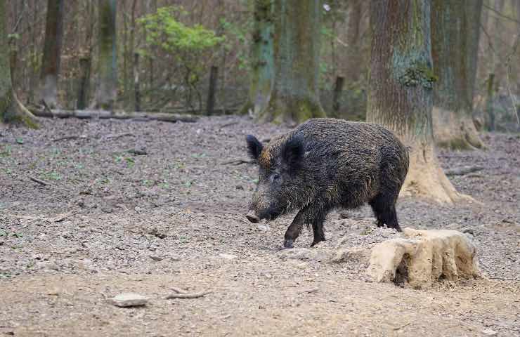 peste suina nuovo virus