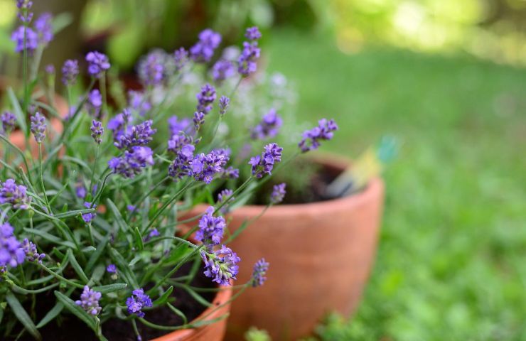 Due vasi di lavanda