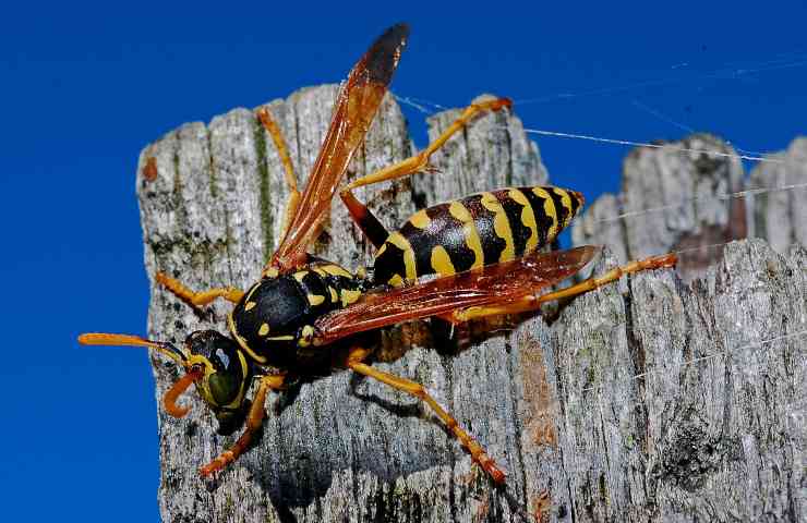 Rimedio naturale contro vespe