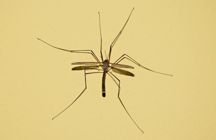 Zanzare rimedi difesa