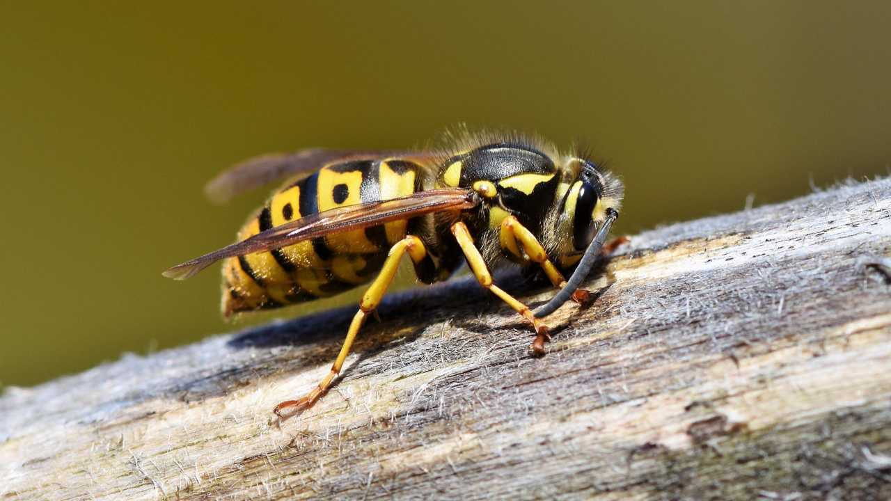 Rimedio contro vespe naturale