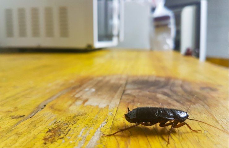 scarafaggi e blatte in cucina