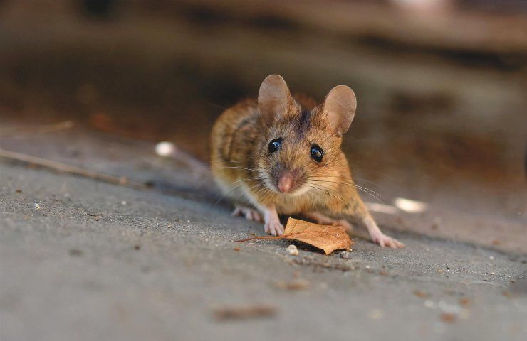 Blatte e topi pericolo urbano