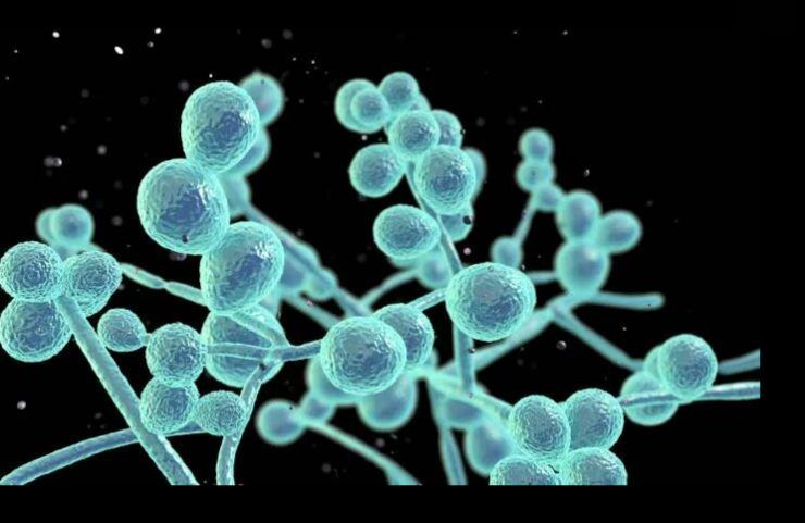 Candida Auris