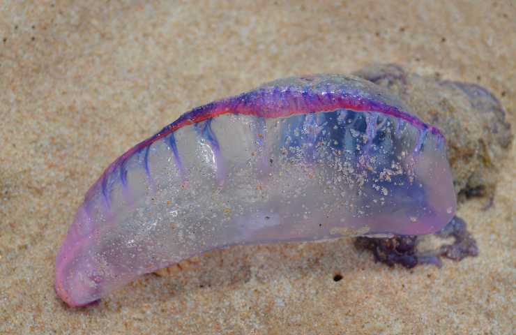 Caravella portoghese medusa