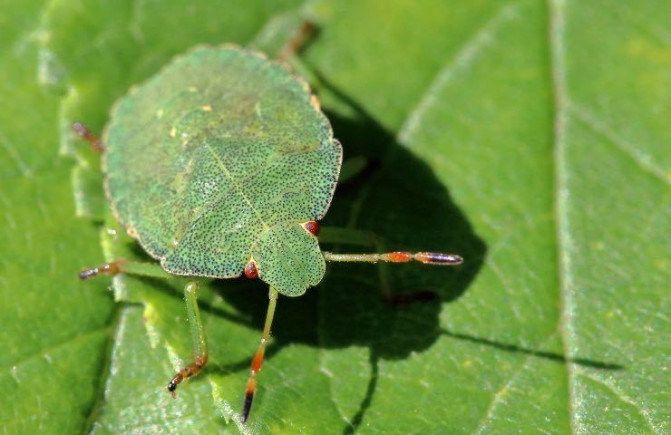 Cimici verdi casa come eliminarle maniera naturale