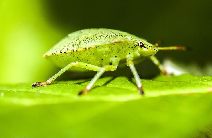 Cimici verdi casa come eliminarle maniera naturale