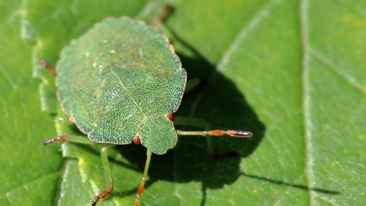 Cimici verdi casa come eliminarle maniera naturale