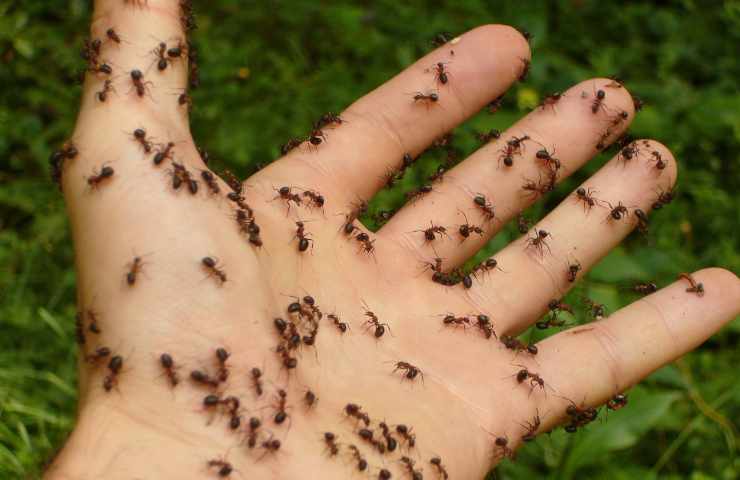 rimedio contro scarafaggi e formiche
