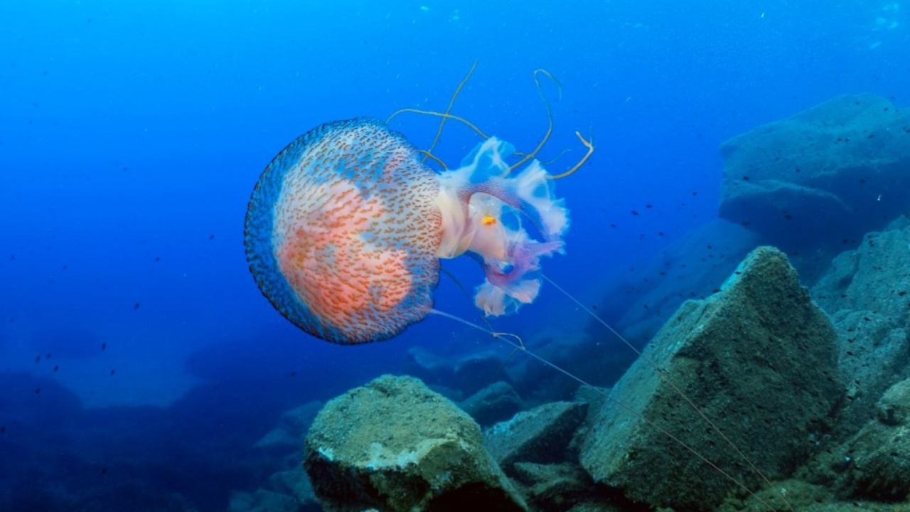 Medusa luminosa coste italia