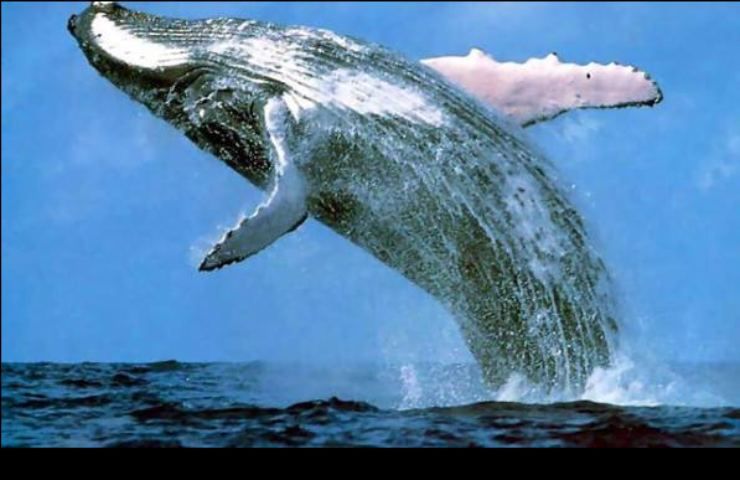 Una balena