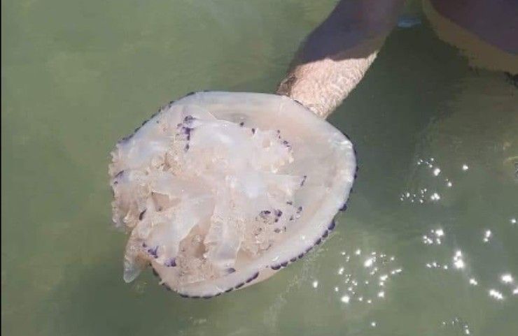 Una medusa nel mare di Jesolo