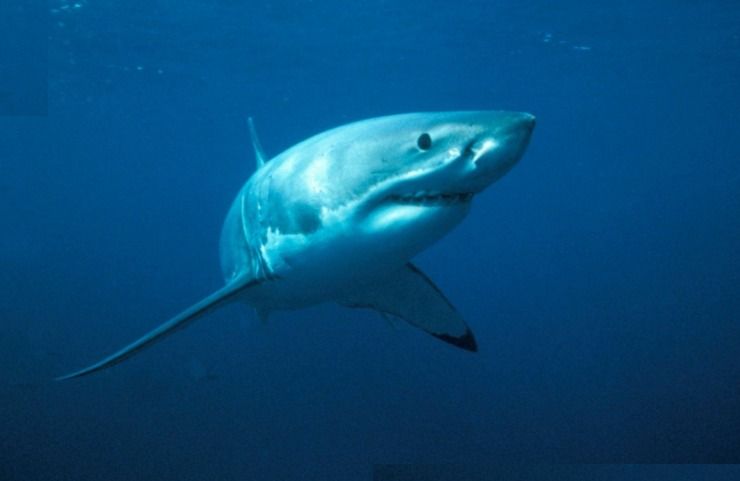 Una specie di squalo bianco