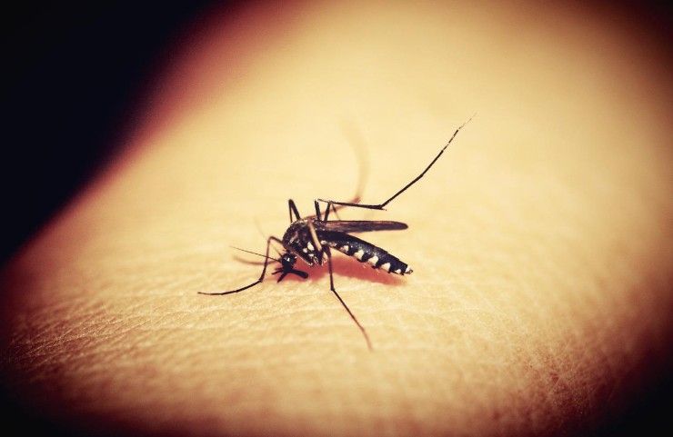 Una zanzara