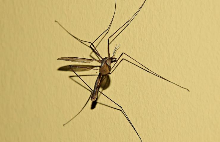 Zanzare puntura virus