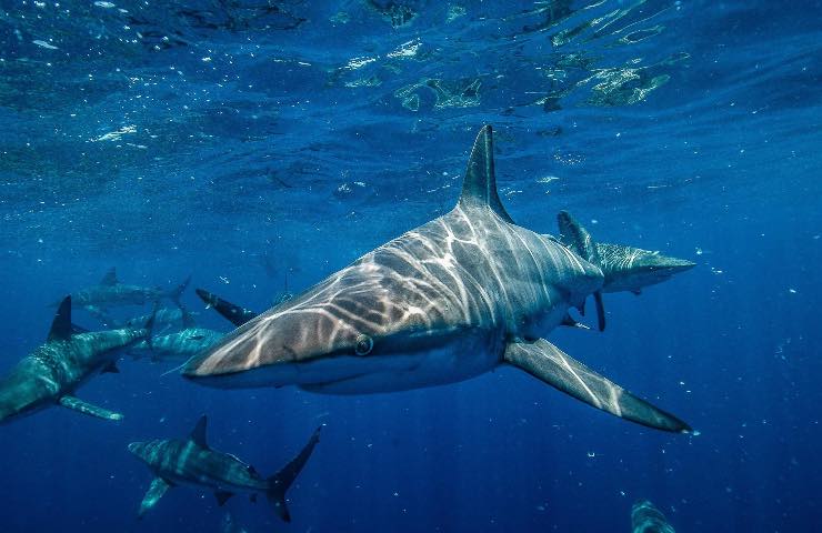 Scoperta straordinaria nuova specie squalo