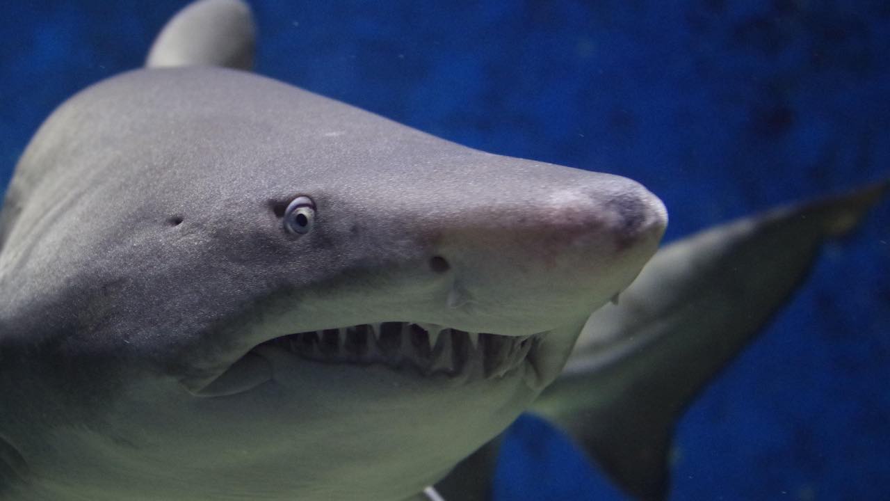 Pericolo squali come difendersi attacchi modalità sopravvivenza