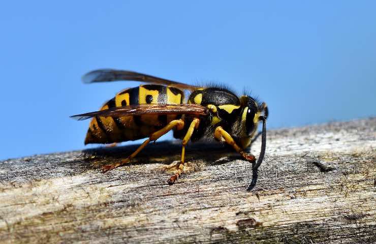 Come allontanare vespe api abbigliamento cosa indossare