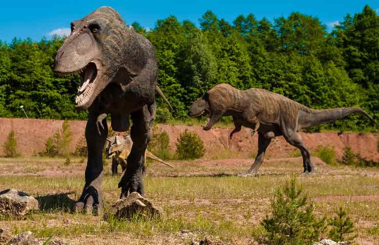 scoperta dinosauro più grande T-Rex