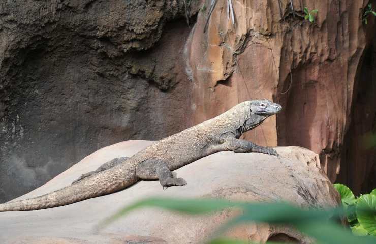 Drago Komodo 